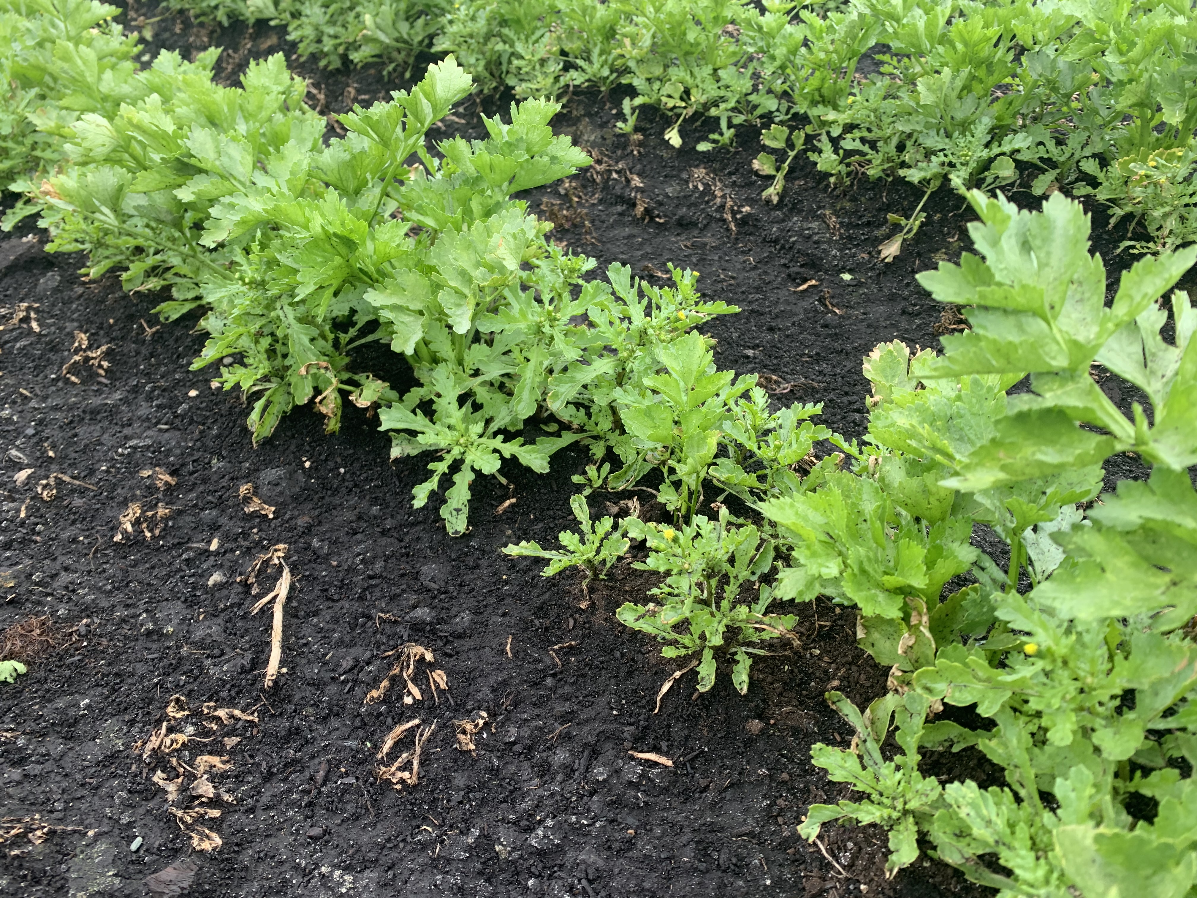 Common groundsel growing amongst celery plantings.